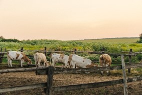 Θεσσαλία: Δωρεάν και οι μελέτες για τις κτηνοτροφικές εγκαταστάσεις
